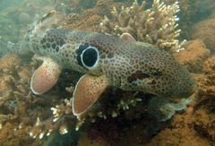 Cat Shark photo 2