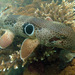 Speckled Carpetshark - Photo (c) Tony Ayling, some rights reserved (CC BY-NC), uploaded by Tony Ayling