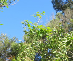 Erythrina ×sykesii