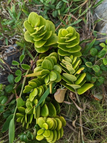 Tylophora matsumurae iNat (1)