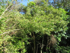 Erythrina ×sykesii