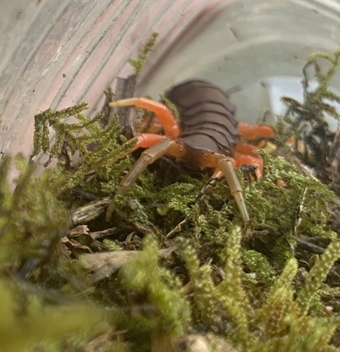 Pacific Giant Centipede