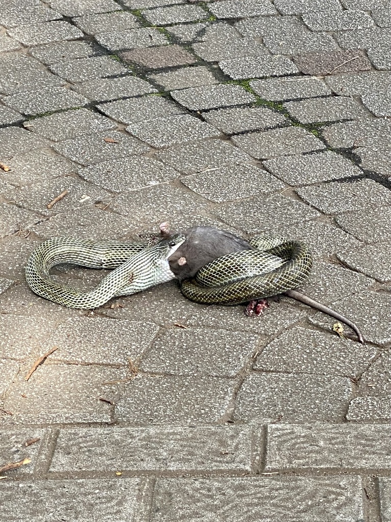 Japanese Ratsnake from Yoyogi Park, Shibuya, Tokyo, JP on June 7, 2023 ...