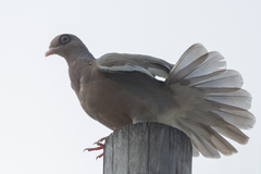 Patagioenas corensis