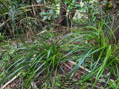 Carex sakonis iNat (1)