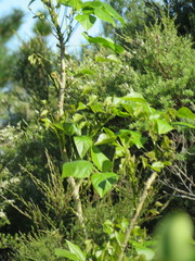 Erythrina ×sykesii