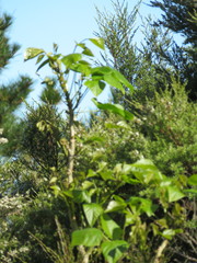 Erythrina ×sykesii