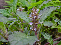 Ajuga taiwanensis