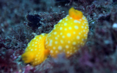 Doris chrysoderma