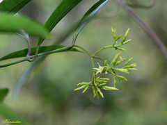 Anodendron affine