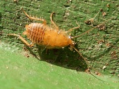 Ectobius pallidus