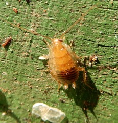 Ectobius pallidus
