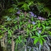 Tashiroea okinawensis - Photo (c) lecanorchis, alguns direitos reservados (CC BY-NC)