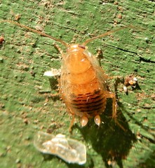 Ectobius pallidus
