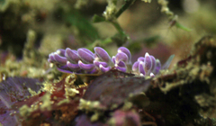 Phyllodesmium macphersonae