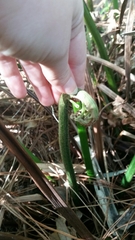 Acrostichum danaeifolium