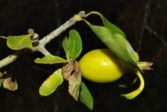 Gardenia cornuta image