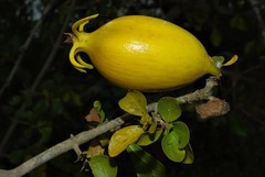 Gardenia cornuta image