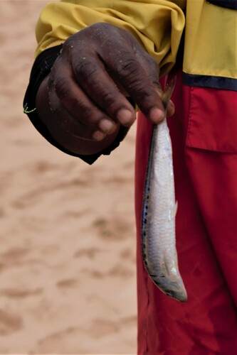 Southern African pilchard