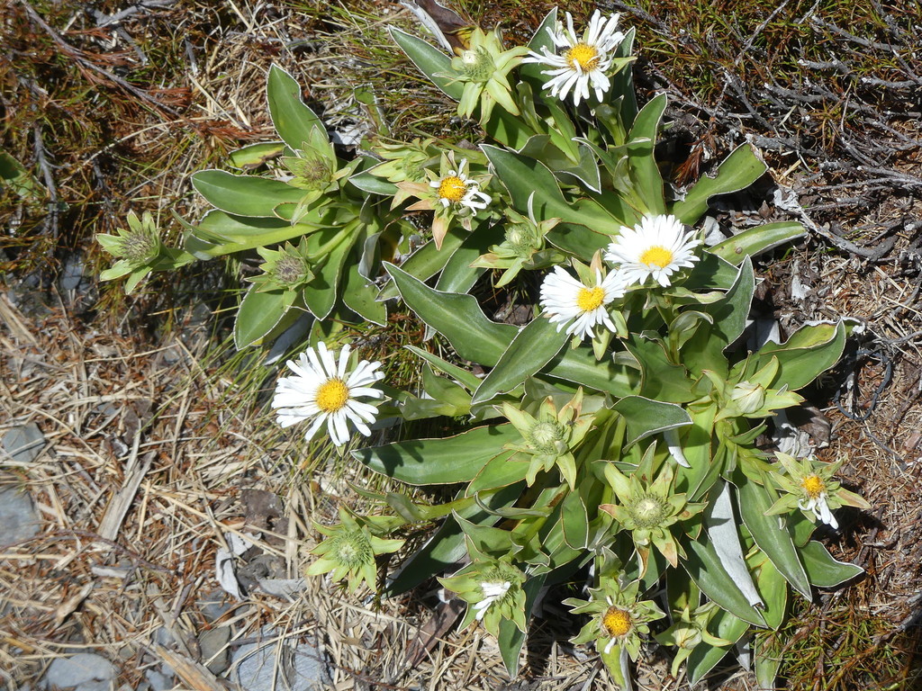 Dall's Mountain Daisy