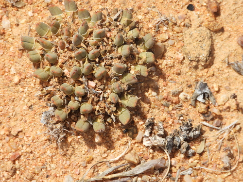 Image of Cheiridopsis namaquensis by (c) amantedarmanin, some rights reserved (CC BY)