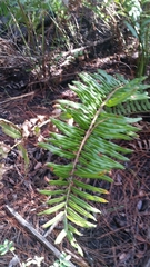 Acrostichum danaeifolium