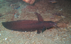 Sailfin Catfish photo 1