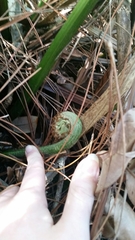 Acrostichum danaeifolium