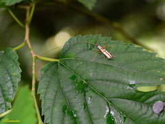 Olenecamptus formosanus