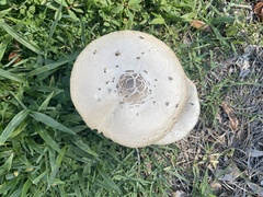 Chlorophyllum molybdites image