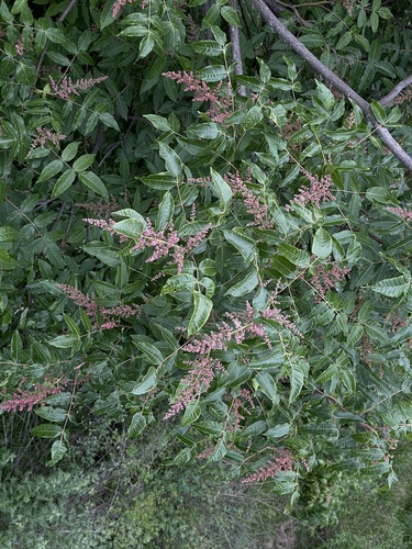 Potanin Sumac (Rhus potaninii)
