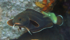Lotella rhacina