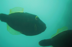 Eubalichthys bucephalus