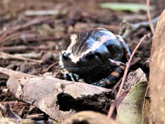 Phrynomantis bifasciatus