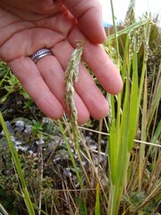 Anthoxanthum redolens