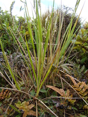 Anthoxanthum redolens