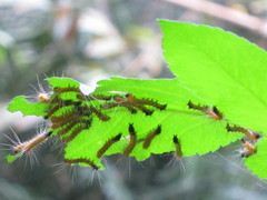 Spilarctia subcarnea