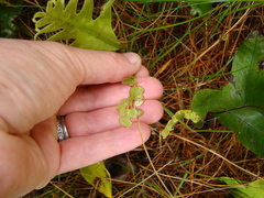 Muehlenbeckia australis