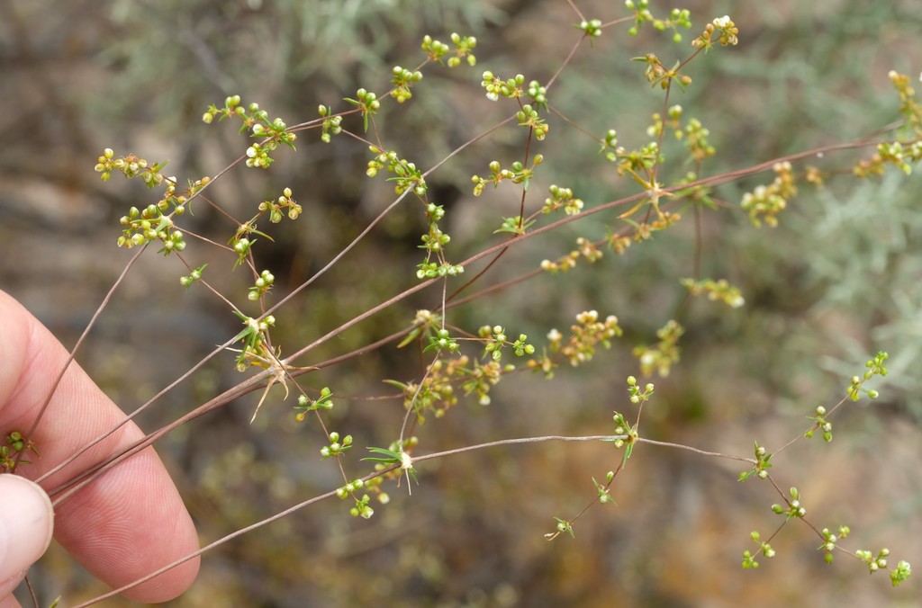 Wire Muggiegrass