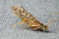Philanisus plebeius