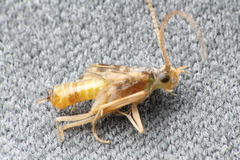 Philanisus plebeius