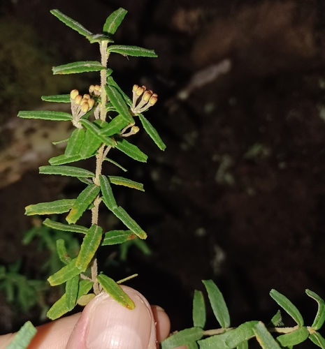 Image of Leionema bilobum by (c) Peter Crowcroft, some rights reserved (CC BY)