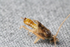 Philanisus plebeius