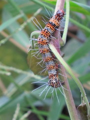 Mimeusemia vilemani
