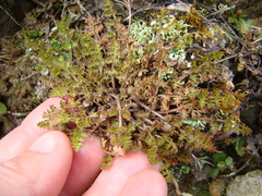 Chaerophyllum colensoi