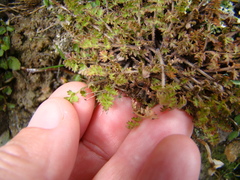 Chaerophyllum colensoi
