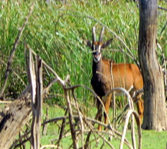 Hippotragus niger kirkii