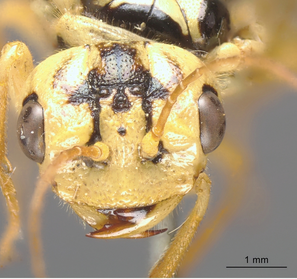 Broad-headed Spinner