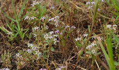 Lobelia limosa