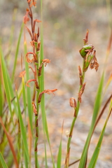 Watsonia amabilis